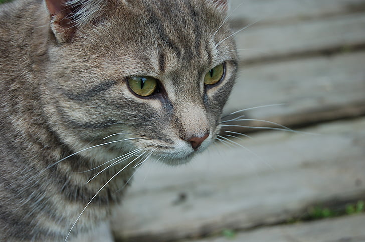 gatto, animale domestico, vista