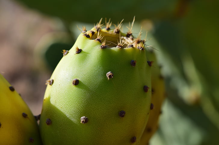 Prickly pear, maduras, Verão, espinhosa, planta, Mediterrâneo, ficus-indica