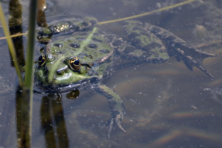 katak, Kolam, hijau, air, katak, Kolam dengan katak, alam