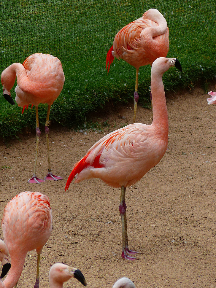Flamingos, vaaleanpunainen, Linnut, eläimet, phoenicopteridae, phoenicopteriform