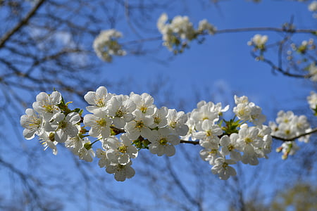 bloem, bloemen, witte bloem, witte fiorii, Cherry, Bloom, lente