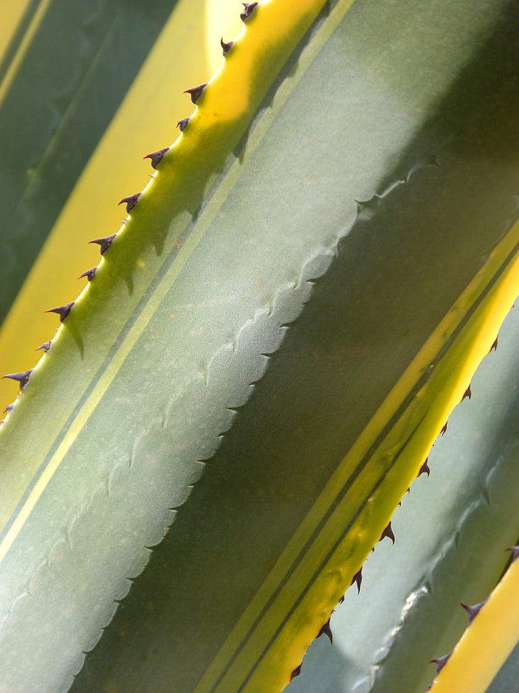 cactus, agave, atzavara, background, texture, bicolor, leaves