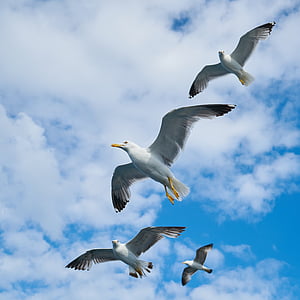 seagull, bird, beautiful, nature, clouds, peace, landscape