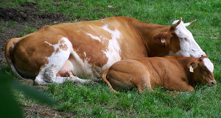 bruine en witte koe borjával, vee, moederlijke liefde