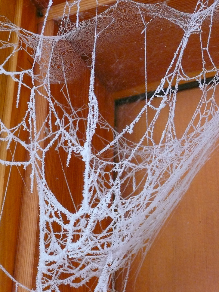 spider web, hoary, frosty, winter, wood, icy, nature