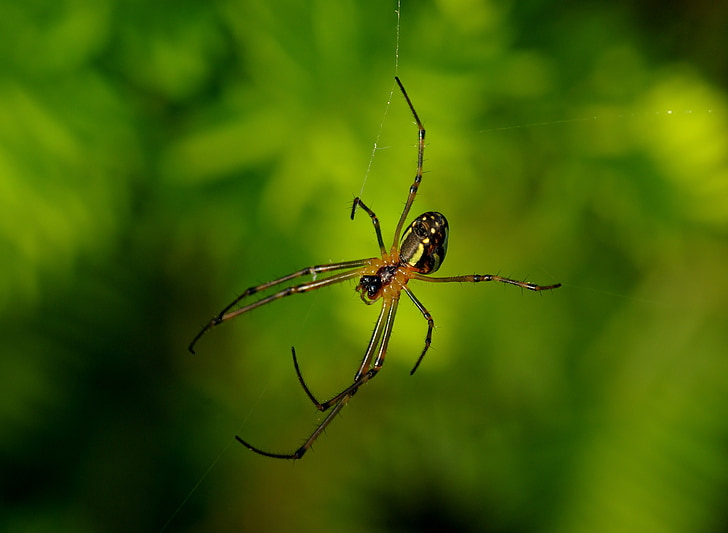 蜘蛛, long-jawed 圆球织工, web, 昆虫, 宏观, 自然, 蛛形纲动物