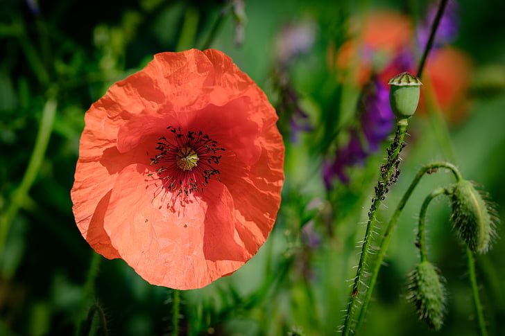 flowers, field, garden, bloom, blossom, nature, outdoor