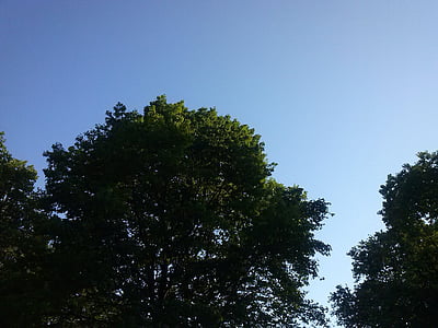 strom, obloha, modrá, slunce, Příroda, roční období, odpočinek