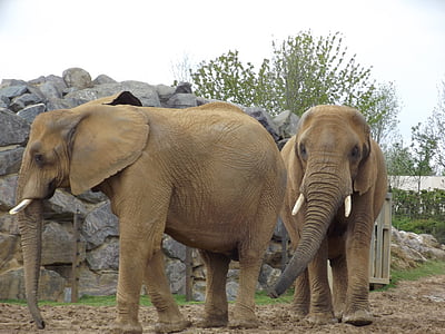 con voi, Nhóm, động vật hoang dã, Thiên nhiên, hoang dã, Châu Phi, động vật