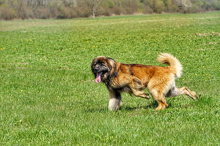 Leonberger, pies, Natura, trawa, zwierzęta, jedno zwierzę, zwierzęta domowe