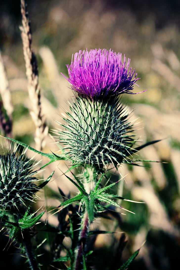 scotland, thistle, scottish, flower
