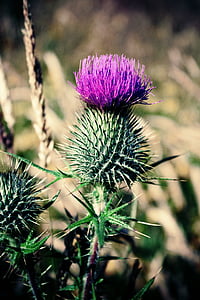 Schottland, Distel, schottische, Blume