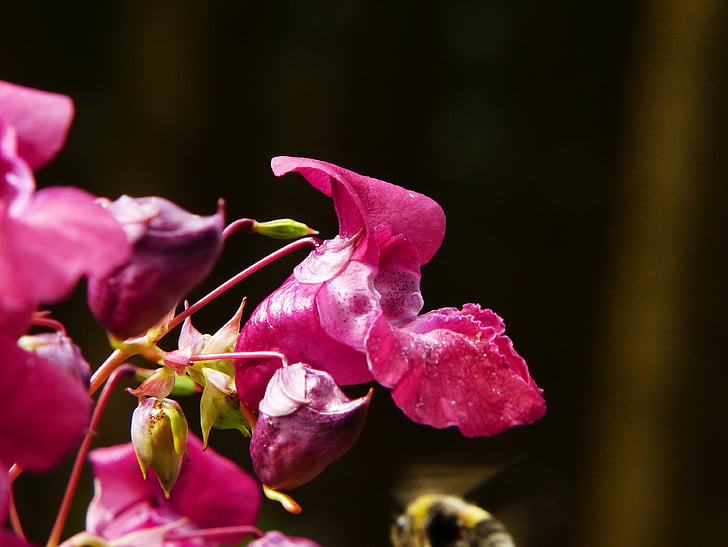 Balsam, Intian springkraut, Jättipalsami, kukka, siemenet, balsaminengewaechs, Villi kukka