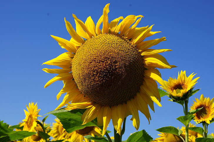 bunga, bunga matahari, matahari, alam, kuning, pertanian, musim panas