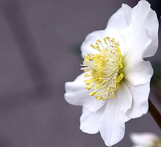 christmas rose, blossom, bloom, white, flower, nature, winterblueher