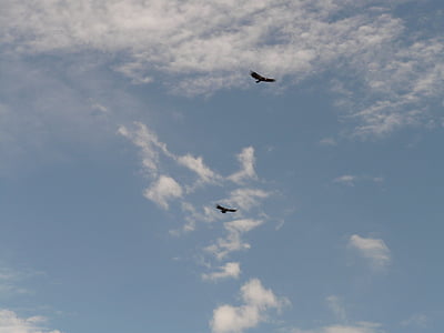 condor da Califórnia, Condor, pássaro, animal, voar, céu, Parque Nacional Grand canyon