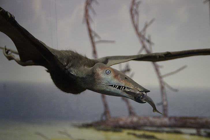 pterosaur, fishing, prey, eat, prehistoric times, dinosaur, fly