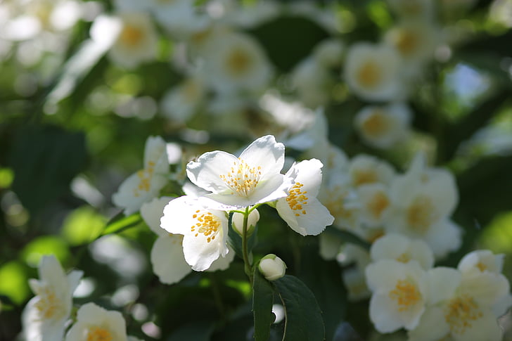 jasmine, flower, spring, blossom, floral