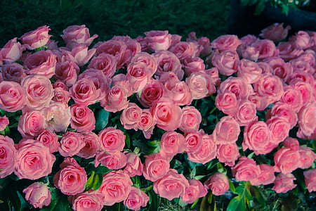 flowers, nice flowers, beautiful flowers, roses, pink, flower bed