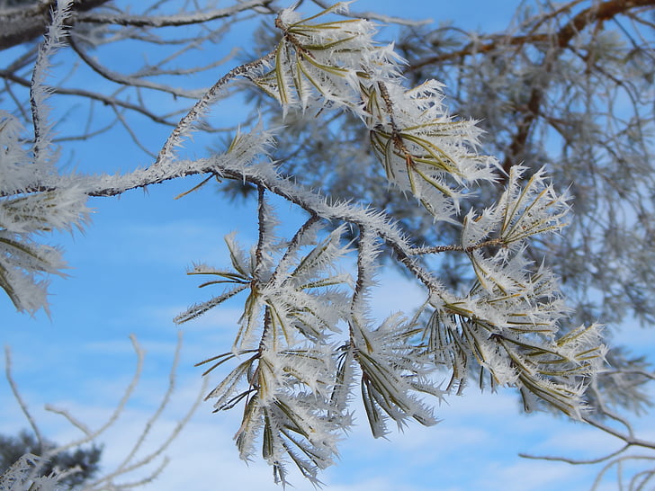 træ, gren, rimfrost, vinter, sne, januar, december