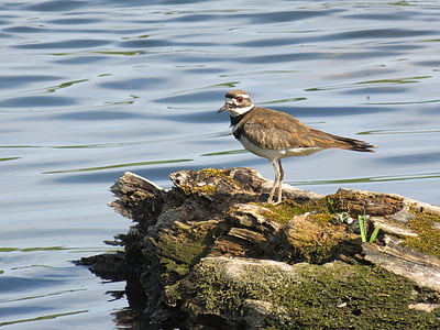 killdeer, 새, 연못, 자연, 야생 동물, shorebird, 서 있는