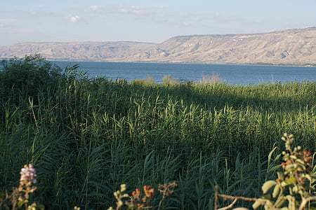 sea of galilee, lake, reed, israel, mood, water, landscape