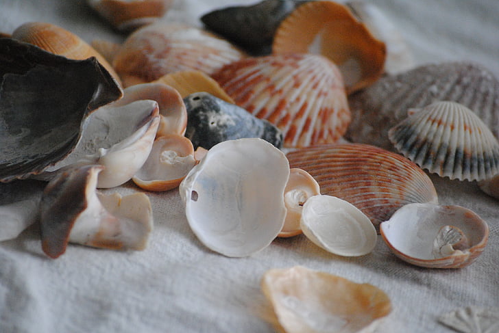 sea shells, spilled out, nature, summer, beach, sand, spilling