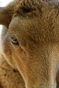 овце, око, животните, Животновъдство, тревопасни животни
