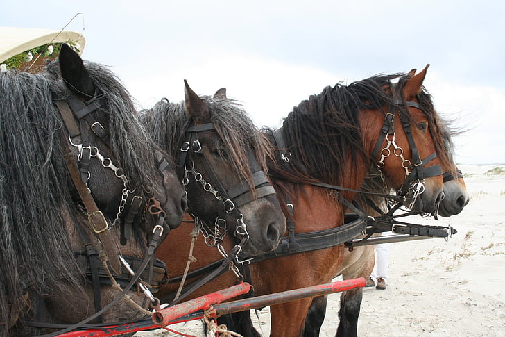 arkliai, belgai, keturių arklių, kuriems taikoma vagone, paplūdimys, Schiermonnikoog, projektą arklių