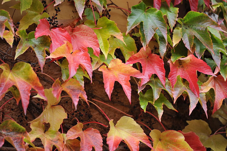 lapai, rudenį, Gamta, raudona, žiemą lapai, oranžinė