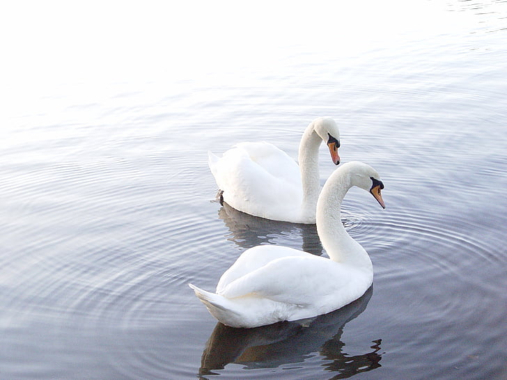 swans, lake, nature, water, bird, white, wildlife