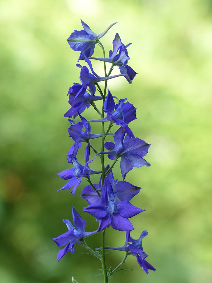 flower, blossom, bloom, blue, garden feldrittersporn, consolida ajacis, garden larkspur
