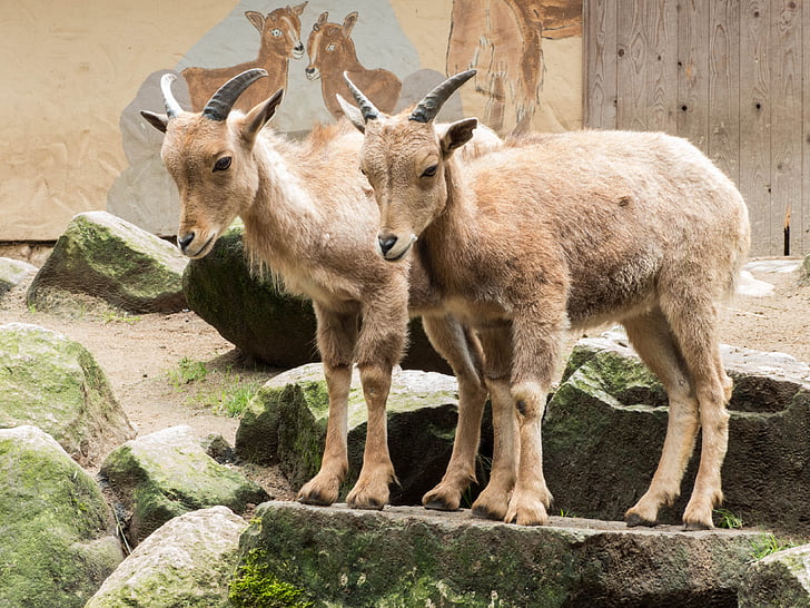 goats, stone, billy goat, nature, livestock, wildlife photography
