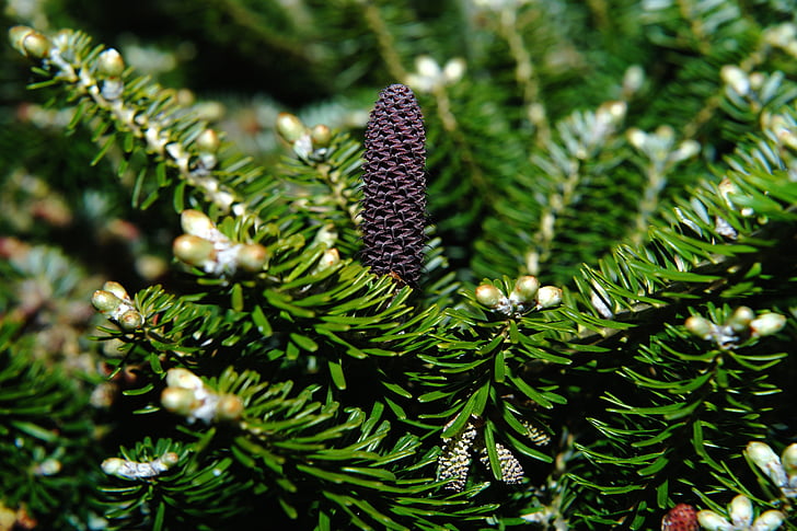 fir, tannenzweig, green, branch, pine cones, pine needles, needles
