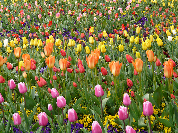Tulip feltet, tulpenbluete, fargerike, fargerike