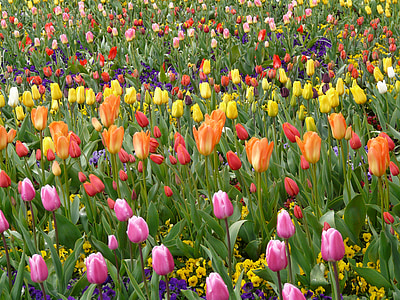 Tulipán pole, tulpenbluete, barevné, barevné