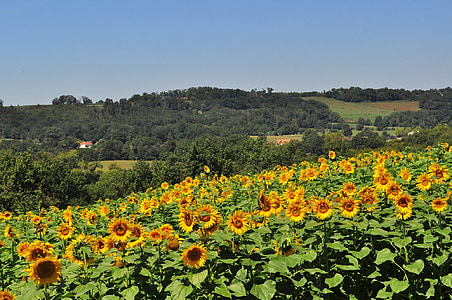 Béarn, Vic bilh, Pirinei atlantique, sud-vest, Franţa, Aquitaine, floarea-soarelui