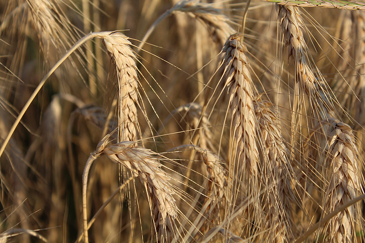 nisu, kõrvad, jahu, põllumajandus, kampaania, suvel, teravilja