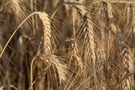 trigo, orejas de, harina, agricultura, campaña, verano, cereales