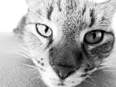 pisici domestice, pisica, nas, ochii, animale, ochi, cu blană