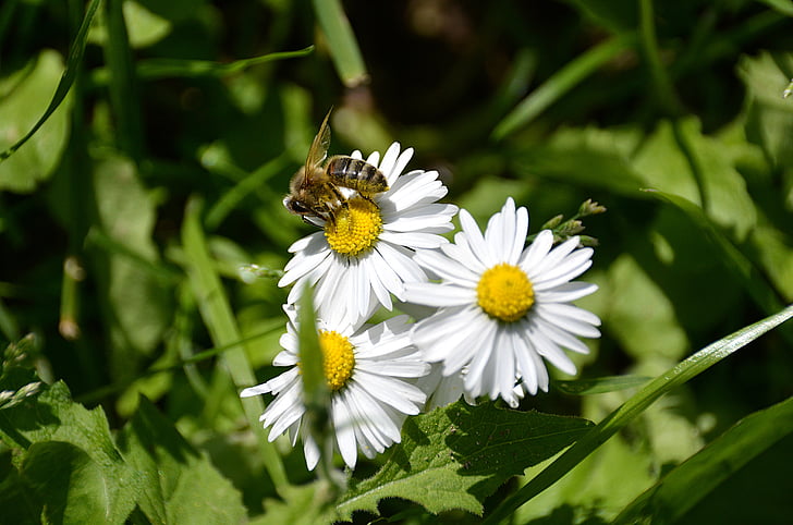 marguerite, bee, white flowers, forage, pollinator, plant, pollen