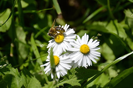 Marguerite, včela, bílé květy, Nastýlací krmný, opylovačů, závod, pyl