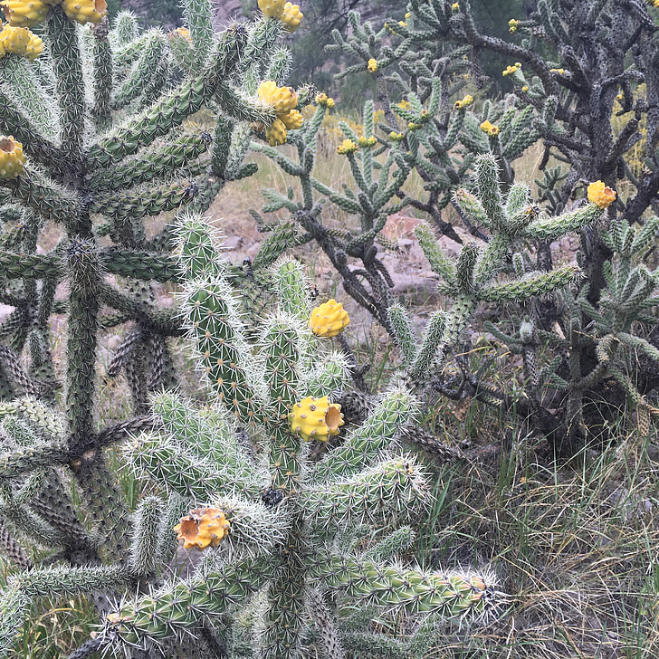 cholla, cactus, Nou Mèxic, desert de, cactus, planta, vegetació