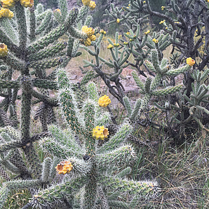 Cholla, Cactus, Nouveau-Mexique, désert, Cactus, plante, végétation