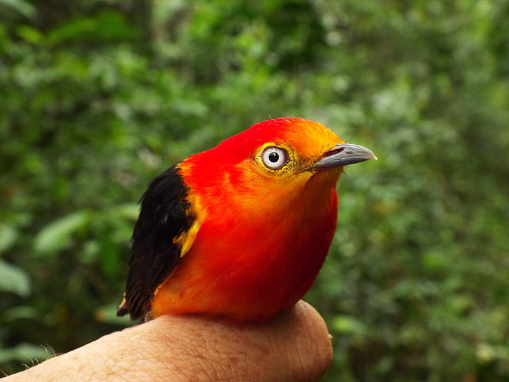 pipra, πουλιά, uirapuru, Βραζιλία, Tocantins, ζώα, Amazon