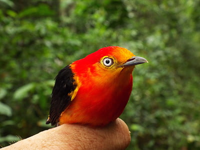 pipra, ptice, uirapuru, Brazil, Tocantins, životinje, Amazon