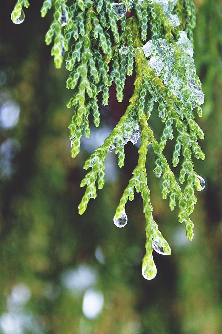 Cypress, droppe vatten, pärlstav, träd, Cupressus sempervirens, Cypress under glas, grenar