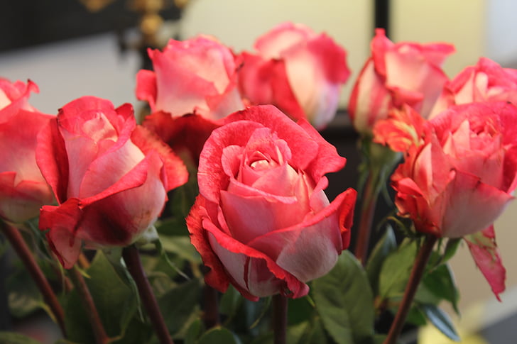 rosas rosadas, Rosas, flores