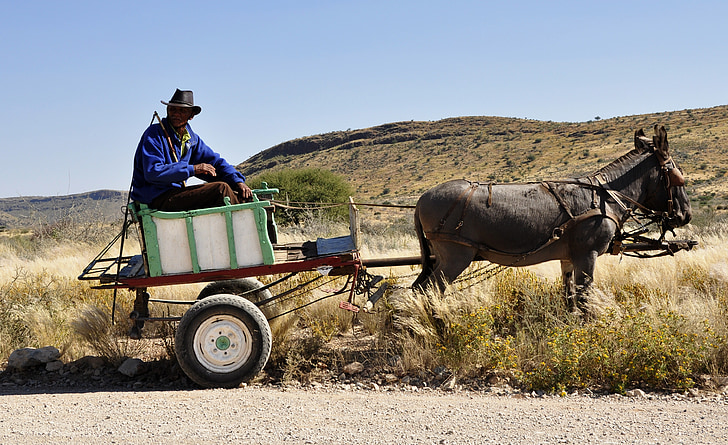 Châu Phi, Namibia, Bauer, toa xe, Donkey, nông nghiệp, con ngựa