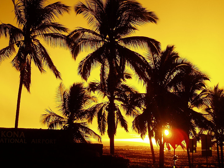 palmbomen, zonsondergang, tropische, schemering, silhouetten, hemel, Oceaan